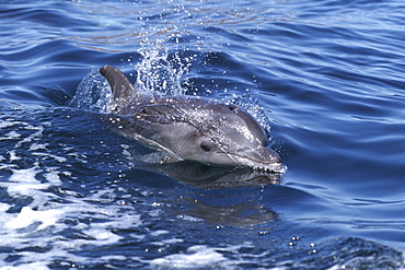 Bottlenose Dolphin, Tursiops truncatus, calf surfacing in boat wake, Bahia de los Angeles, BCN Mexico
