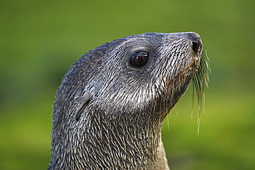 Antarctic fur seal (Arctocephalus gazella) pupr at the abandonded whaling station at Grytviken on the island of South Georgia. Atlantic Ocean.