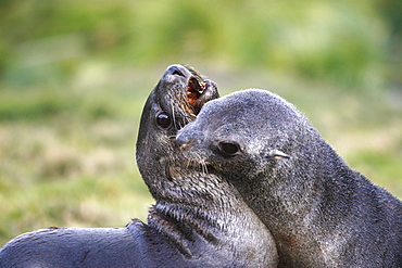 Antarctic fur seal (Arctocephalus gazella) pups mock-fighting at the abandonded whaling station at Grytviken on the island of South Georgia, southern Atlantic Ocean.