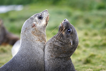 Antarctic fur seal (Arctocephalus gazella) pups mock-fighting at the abandonded whaling station at Grytviken on the island of South Georgia, southern Atlantic Ocean.