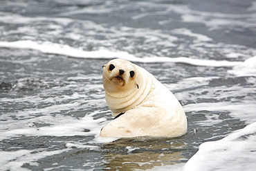 Antarctic fur seal (Arctocephalus gazella) pup playing in the surf at Fortuna Bay on the island of South Georgia, southern Atlantic Ocean