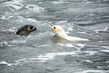 Antarctic fur seal (Arctocephalus gazella) pup playing in the surf at Fortuna Bay on the island of South Georgia, southern Atlantic Ocean