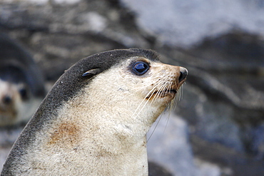 Sub-Antarctic fur seal (Arctocephalus tropicalis) on Nightingale Island in the Tristan da Cunha Island Group in the southern Atlantic Ocean