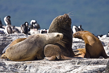 South American Sea Lion (Otaria flavescens) hauled out on small rocky islet just outside Ushuaia, Argentina