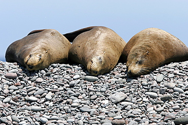 Three California Sea Lions (Zalophus californianus) hauled out and resting in the midriff islands of the Gulf of California (Sea of Cortez), Mexico.