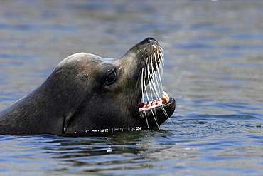 California Sea Lion bull (Zalophus californianus) swimming in the midriff islands of the Gulf of California (Sea of Cortez), Mexico