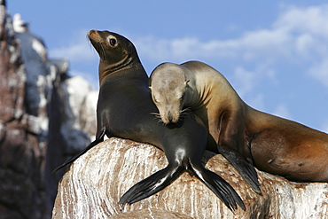 California Sea Lion (Zalophus californianus) mother and pup hauled out at Los Islotes in the Gulf of California (Sea of Cortez), Mexico.