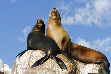 California Sea Lion (Zalophus californianus) mother and pup hauled out at Los Islotes in the Gulf of California (Sea of Cortez), Mexico.