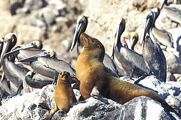 Mother and pup California Sea Lion (Zalophus californianus) hauled out among Brown Pelicans (Pelecanus occidentalis) on Isla San Pedro Martir in the Gulf of California (Sea of Cortez), Mexico.