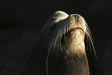 Portrait of an adult California Sea Lion (Zalophus californianus) in the Gulf of California (Sea of Cortez), Mexico.