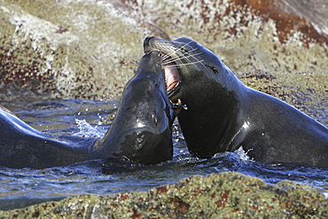 Two young California Sea Lion bulls (Zalophus californianus) mock-fighting in the Gulf of California (Sea of Cortez), Mexico.