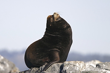 Adult bull California Sea Lion (Zalophus californianus) hauled out (note the well developed sagital crest denoting a male) at Race Rocks, British Columbia, Canada.