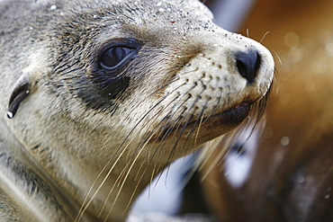 Galapagos sea lion (Zalophus wollebaeki) pup in Gardner Bay on Espanola Island in the Galapagos Island roup, Ecuador. Pacific Ocean.