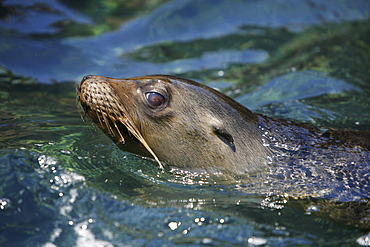 Galapagos sea lion (Zalophus wollebaeki) swimming in Gardner Bay on Espanola Island in the Galapagos Island roup, Ecuador. Pacific Ocean.