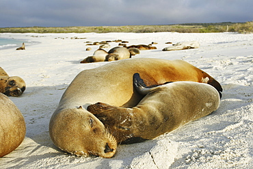 Mother and pup Galapagos sea lion (Zalophus wollebaeki) hauled out in Gardner Bay on Espanola Island in the Galapagos Island roup, Ecuador. Pacific Ocean.