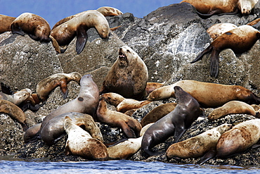 Steller's Sea Lion (Eumetopias jubatus) hauled out on The Brothers Islands, Southeast Alaska, USA.