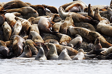 Steller's Sea Lion (Eumetopias jubatus) hauled out on The Brothers Islands, Southeast Alaska, USA.