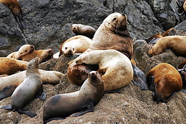 Steller Sea Lions (Eumetopias jubatus) hauled out on the Brothers Island in Frederick Sound, Southeast Alaska, USA.