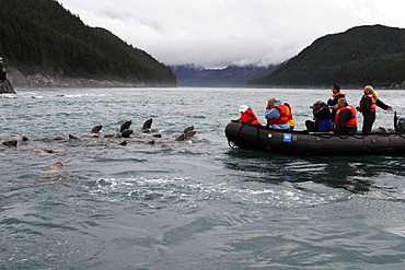 Curious Steller Sea Lions (Eumetopias jubatus) approaching inflatable boat, Southeast Alaska, USA.