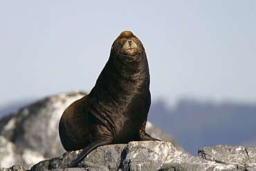 Adult male Steller Sea Lion (Eumetopias jubatus) hauled out on Race Rocks, British Columbia, Canada. Pacific Ocean.