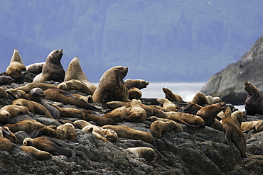 Northern Sea Lions (Eumetopias jubatus) - also called Steller Sea Lions - hauled out in Southeast Alaska, USA. Pacific Ocean. Note the animals in the foreground branded by researchers.