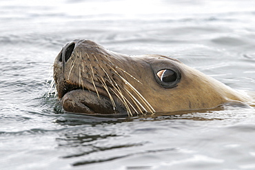 Adult Steller (northern) sea lion (Eumetopias jubatus) facial detail in Southeast Alaska, USA. Pacific Ocean.