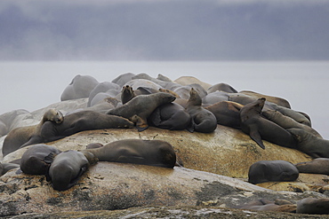 Steller (Northern) Sea Lions (Eumetopias jubatus) hauled out on small reef in Southeast Alaska, USA.