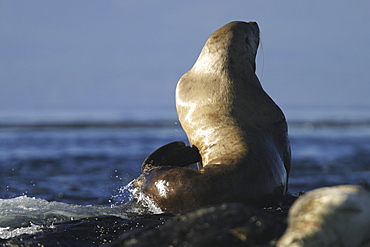 Steller (northern) sea lions (Eumetopias jubatus) hauled out in Southeast Alaska, USA. Pacific Ocean.