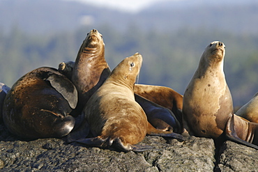 Steller (northern) sea lions (Eumetopias jubatus) hauled out in Southeast Alaska, USA. Pacific Ocean.