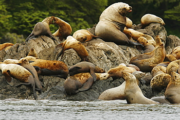 All ages and both sexes of northern (Steller) sea lions (Eumetopias jubatus) hauled out on the Brothers Island Group in Frederick Sound, Southeast Alaska, USA