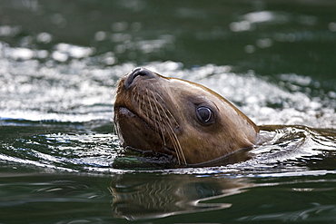 A young northern (Steller) sea lion (Eumetopias jubatus) from a colony on sail rock in Frederick Sound, southeastern Alaska