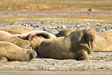 Adult male walrus (Odobenus rosmarus rosmarus) at Kapp Lee on the western side of EdgeØya (Edge Island) in the Svalbard Archipelago in the Barents Sea, Norway.