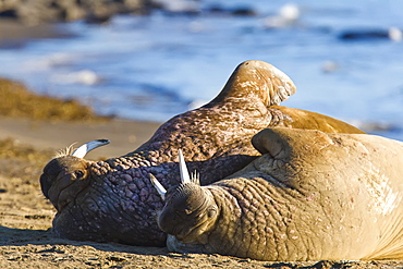 Adult male walrus (Odobenus rosmarus rosmarus) at Kapp Lee on the western side of EdgeØya (Edge Island) in the Svalbard Archipelago in the Barents Sea, Norway.