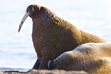 Adult male walrus (Odobenus rosmarus rosmarus) at Kapp Lee on the western side of EdgeØya (Edge Island) in the Svalbard Archipelago in the Barents Sea, Norway.