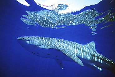 Whale Shark, Rhincodon Typus, in deep water off the island of Lanai, Hawaii
