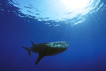 Young Whale Shark (Rhincodon typus) in deep water off Lanai, Hawaii, USA. Pacific Ocean.