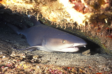 White-tipped reef shark (Triaenodon obesus) resting in a crack at Molokini Crater, Maui, Hawaii, USA. Pacific Ocean.