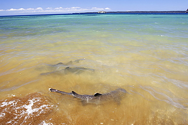 White-tipped Reef Sharks (Triaenodon obesus) foraging in the surf on Bartolome Island in the Galapagos Island Group, Ecuador. Pacific Ocean.