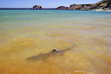 White-tipped Reef Sharks (Triaenodon obesus) foraging in the surf on Bartolome Island in the Galapagos Island Group, Ecuador. Pacific Ocean.