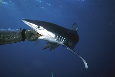 Blue Shark, Prionace glauca, off San Clemente Island, California
