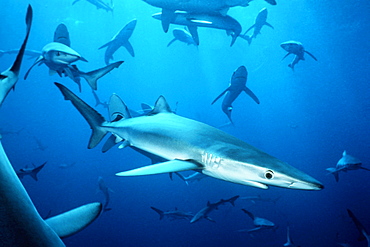 Blue sharks off San Clemente Island, Channel Islands, California, USA.