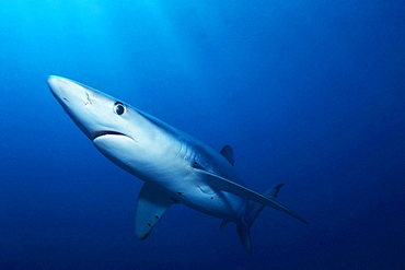 Single blue shark coming out of deep water off San Clemente Island, Channel Islands, Califonia.