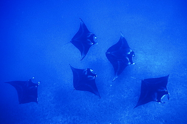 Adult Manta Ray (Manta birostris) in possible mating formation off the coast of Maui, Hawaii, USA.