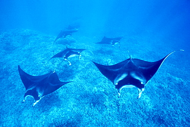 Pacific manta rays over reef in possible mating behavior?  
West Maui, Hawaii, USA.