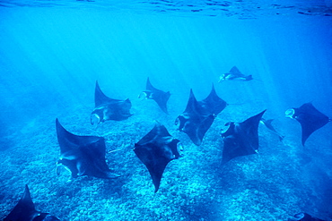 Pacific manta rays over reef in possible mating behavior?  
West Maui, Hawaii, USA.