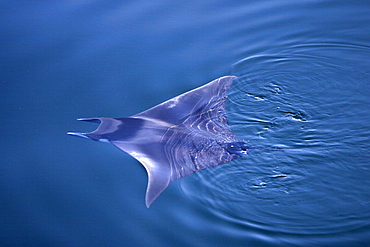 Spinetail Mobula (Mobula japonica)swimming on the surface in the lower Gulf of California (Sea of Cortez), Mexico.