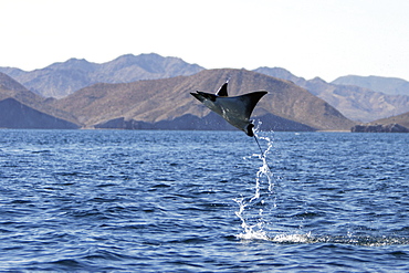 Adult Spinetail Mobula (Mobula japanica) leaping out of the water in the upper Gulf of California (Sea of Cortez), Mexico