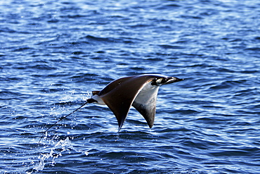 Adult Spinetail Mobula (Mobula japanica) leaping out of the water in the upper Gulf of California (Sea of Cortez), Mexico