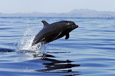 Adult Bottlenose Dolphin (Tursiops truncatus gilli) leaping in the upper Gulf of California (Sea of Cortez), Mexico.