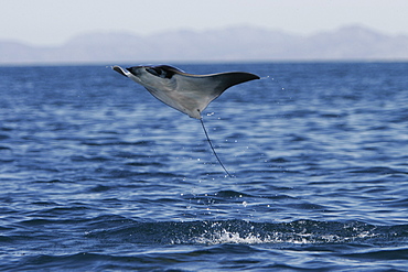 Adult Spinetail Mobula (Mobula japanica) leaping out of the water in the upper Gulf of California (Sea of Cortez), Mexico